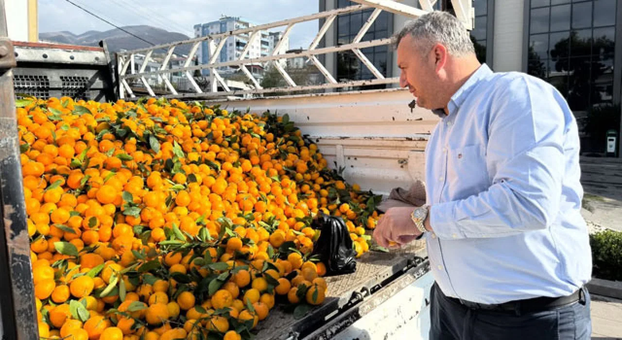 Mandalina Fiyatı 1 Tl’ye Düştü, Belediye Harekete Geçti Mandalina Fiyatı 1 Tl’ye Düştü, Belediye Harekete Geçti