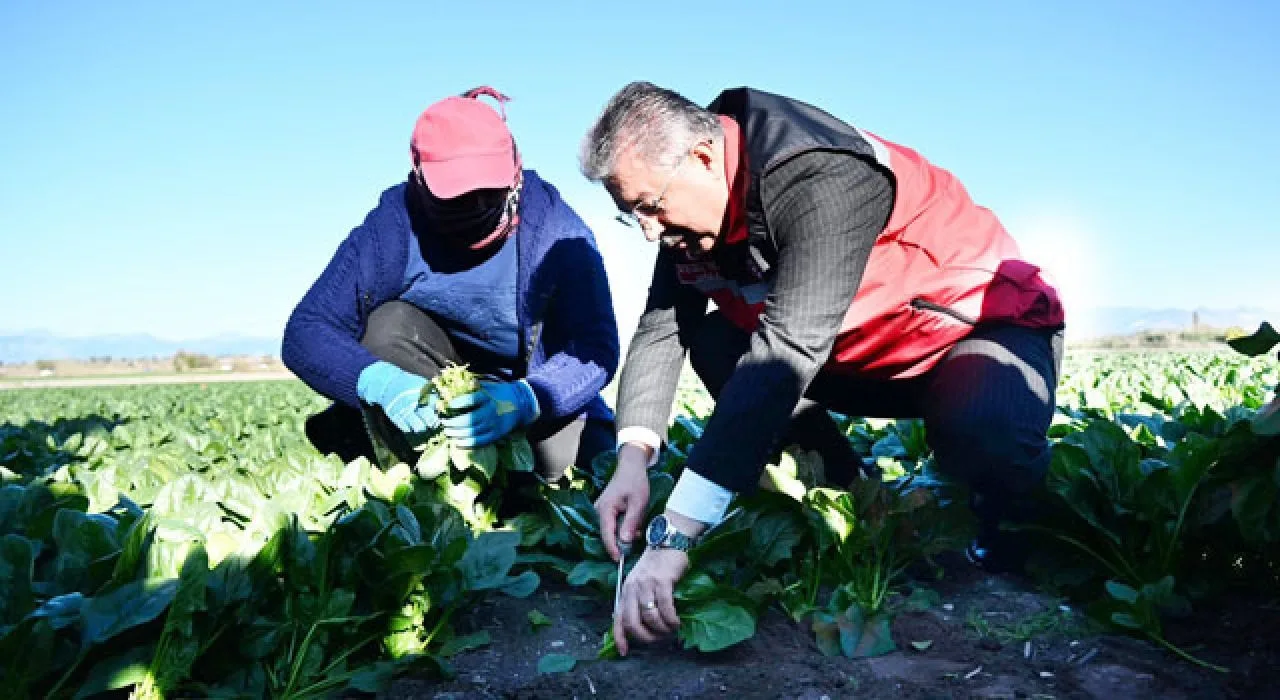Vali Erdinç Yılmaz Kadirli’de Ispanak Hasadına Katıldı Vali Erdinç Yılmaz Kadirli’de Ispanak Hasadına Katıldı