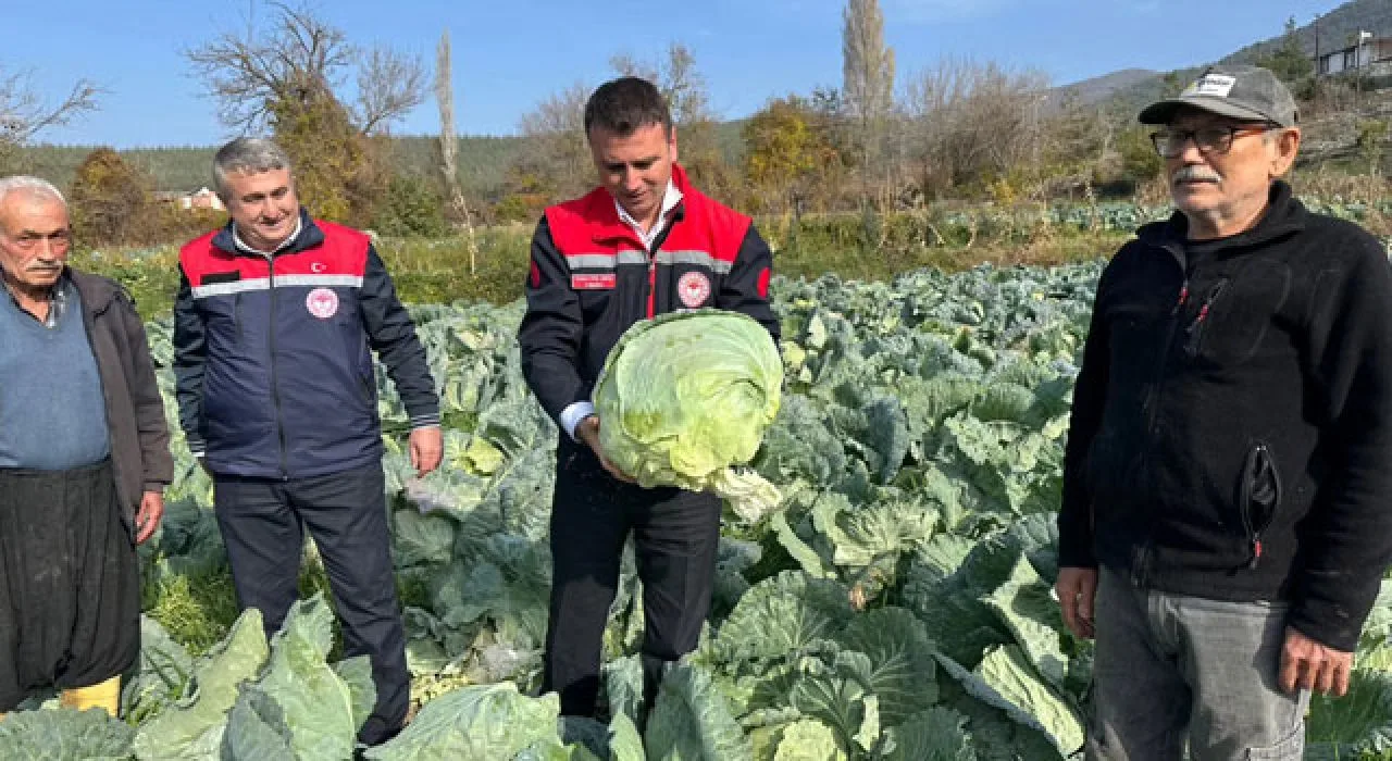 Hasanbeyli’de Ata Tohumu Lahana Hasadı Yapıldı Hasanbeyli’de Ata Tohumu Lahana Hasadı Yapıldı