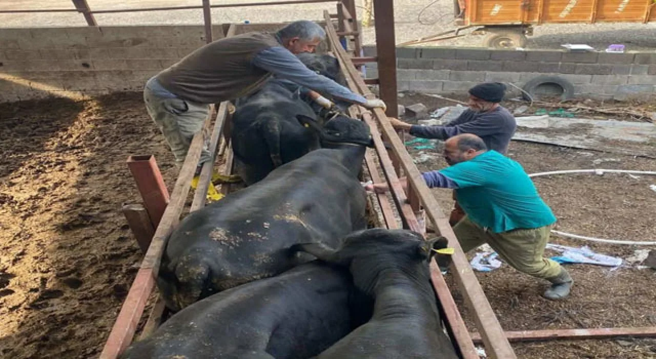 Toprakkale’de Sonbahar Aşıları Tamamlandı Toprakkale’de Sonbahar Aşıları Tamamlandı