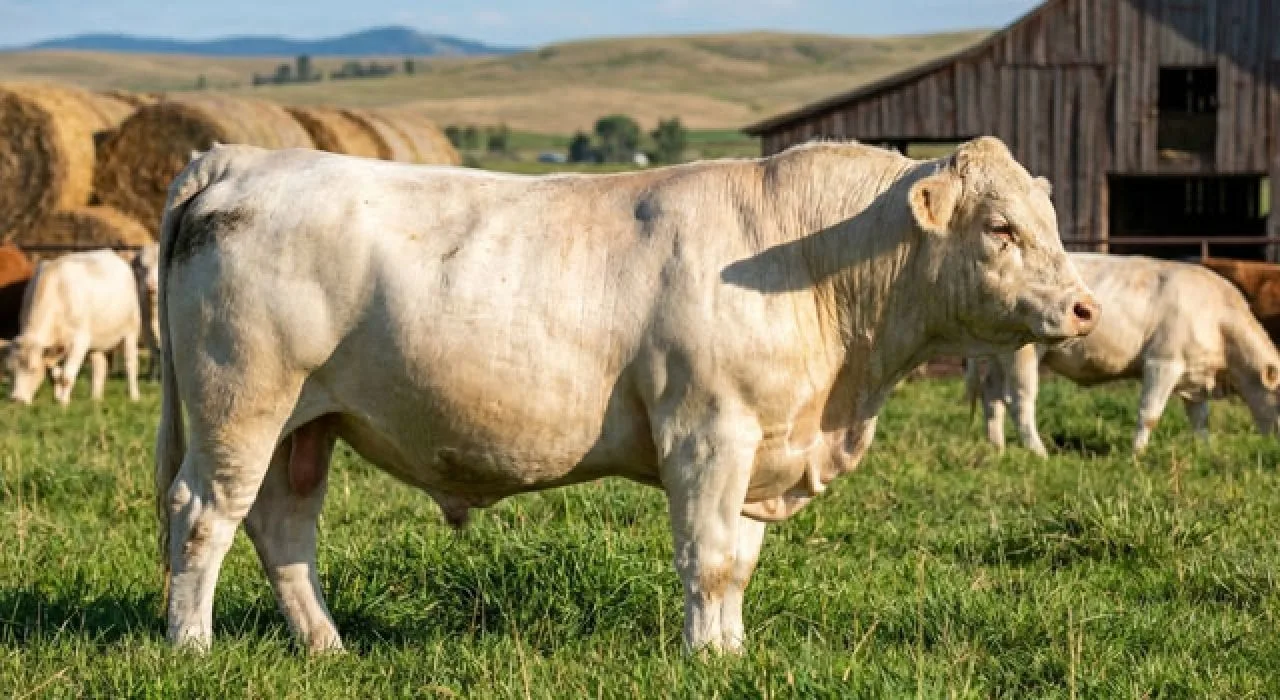Osmaniye’de Besilik Erkek Sığır Desteği Başladı Osmaniye’de Besilik Erkek Sığır Desteği Başladı