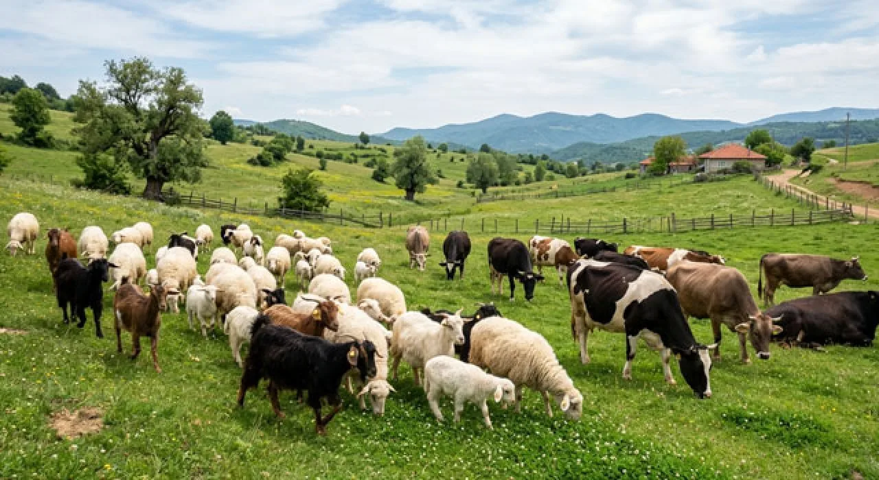 Osmaniye’de Hayvancılık Destekleri Başlıyor Whatsapp Image 2026 03 25 At 14.24.07