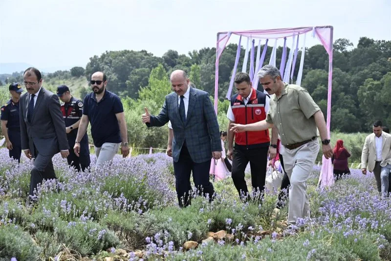 Kadirli’de Lavanta Bahçeleri Ziyaretçi Akınına Uğradı Kadirli’de Lavanta Bahçeleri Ziyaretçi Akınına Uğradı